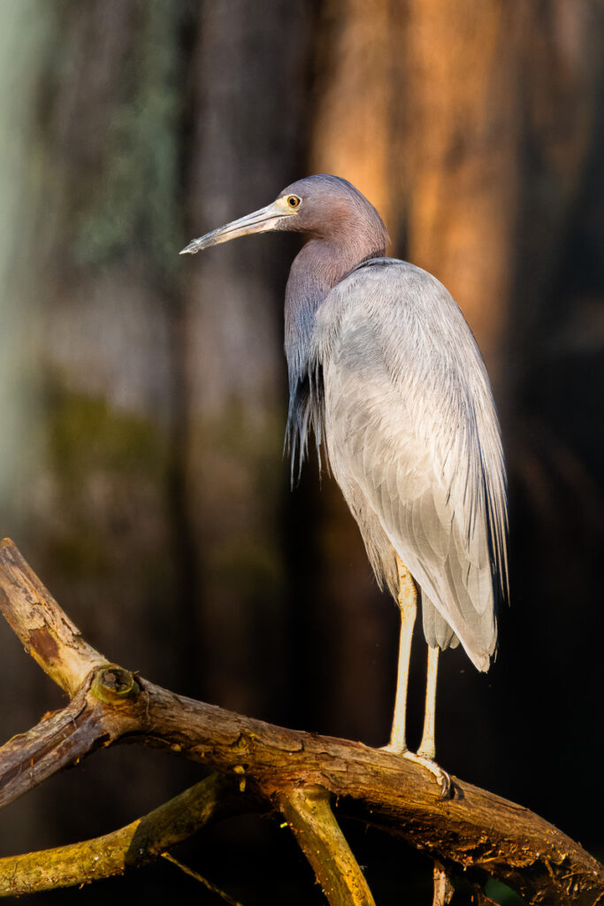 Little Blue Heron on Lake Martin, Louisiana