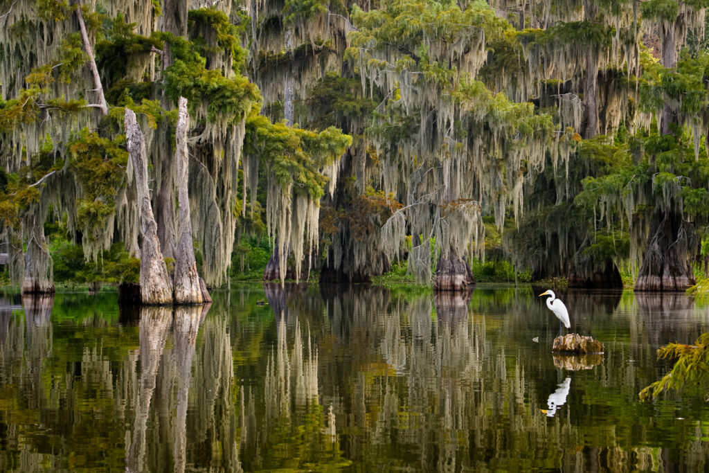 Great Egret &amp; Cypress Trees with Spanish Moss on Lake Martin, Louisiana