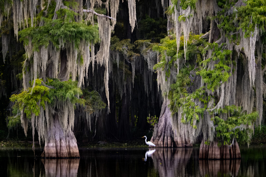 Great Egret & Cypress Trees with Spanish Moss on Lake Martin, Louisiana