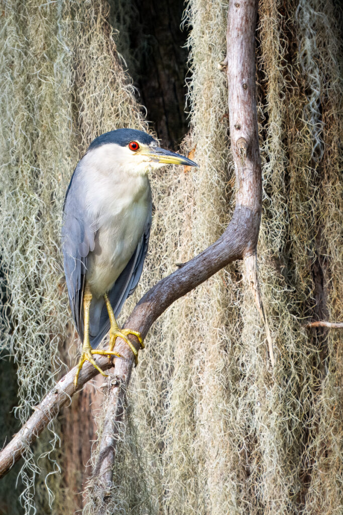 Black-Crowned Night-Heron &amp; Spanish Moss on Lake Martin, Louisiana