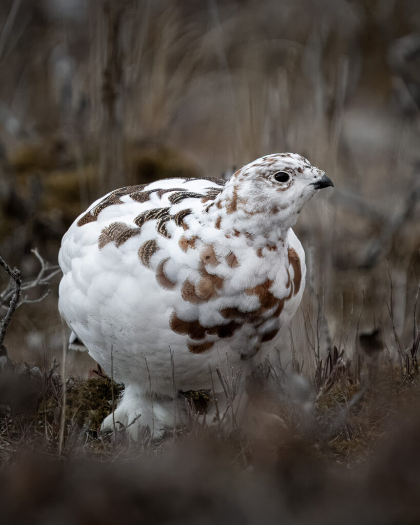 Willow Ptarmigan in Churchill, Manitoba, Canada