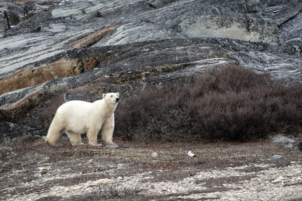 Female Polar Bear on Rock in Churchill, Manitoba, Canada