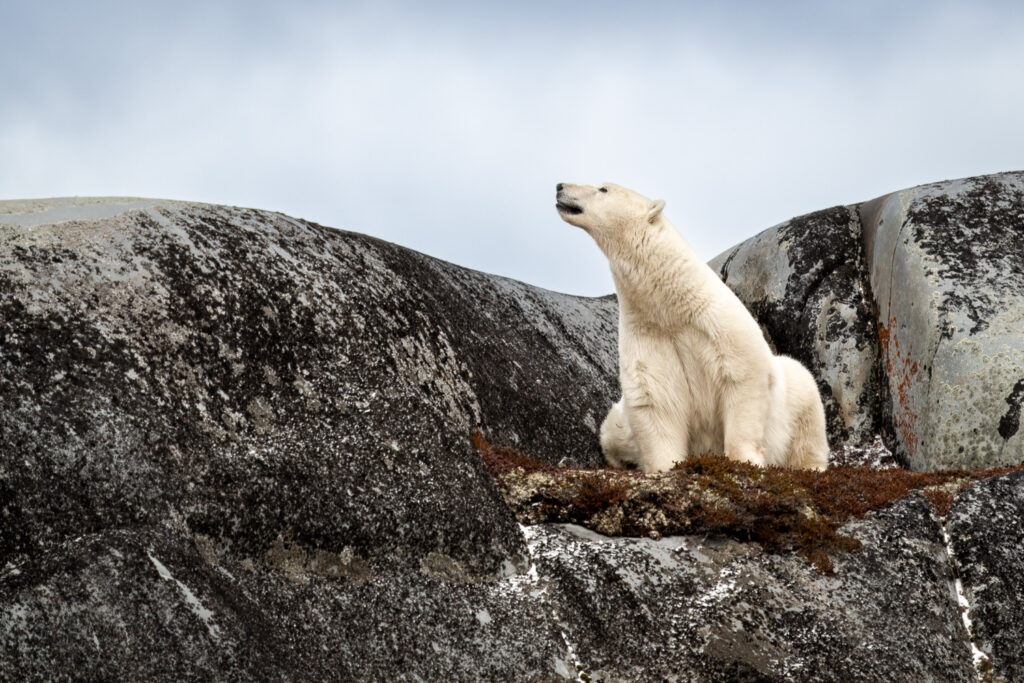Female Polar Bear on Rock in Churchill, Manitoba, Canada