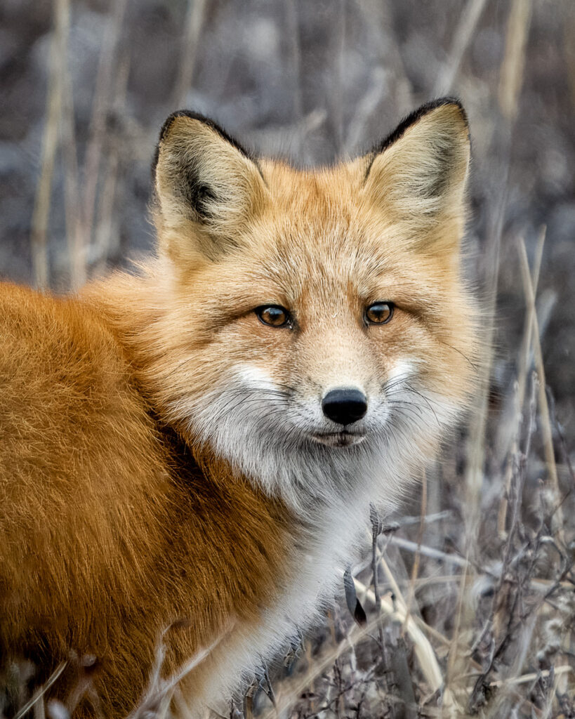 Red Fox in Town of Churchill, Manitoba, Canada