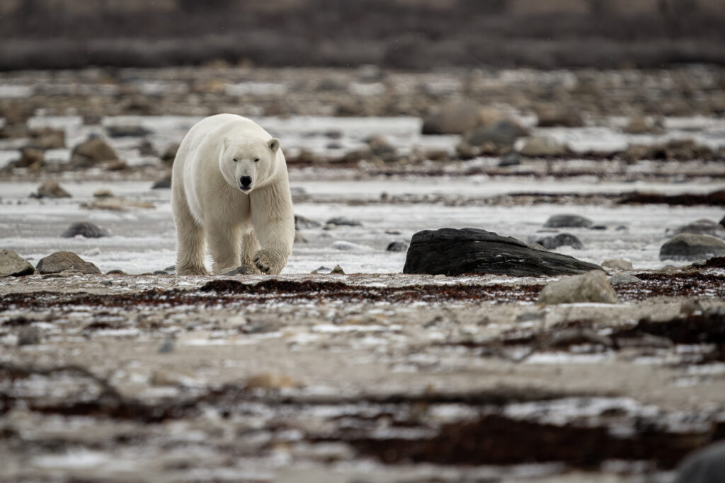 Close Encounter with Female Polar Bear in Churchill, Manitoba, Canada