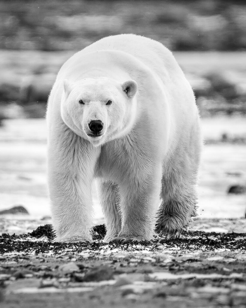 Close Encounter with Female Polar Bear in Churchill, Manitoba, Canada