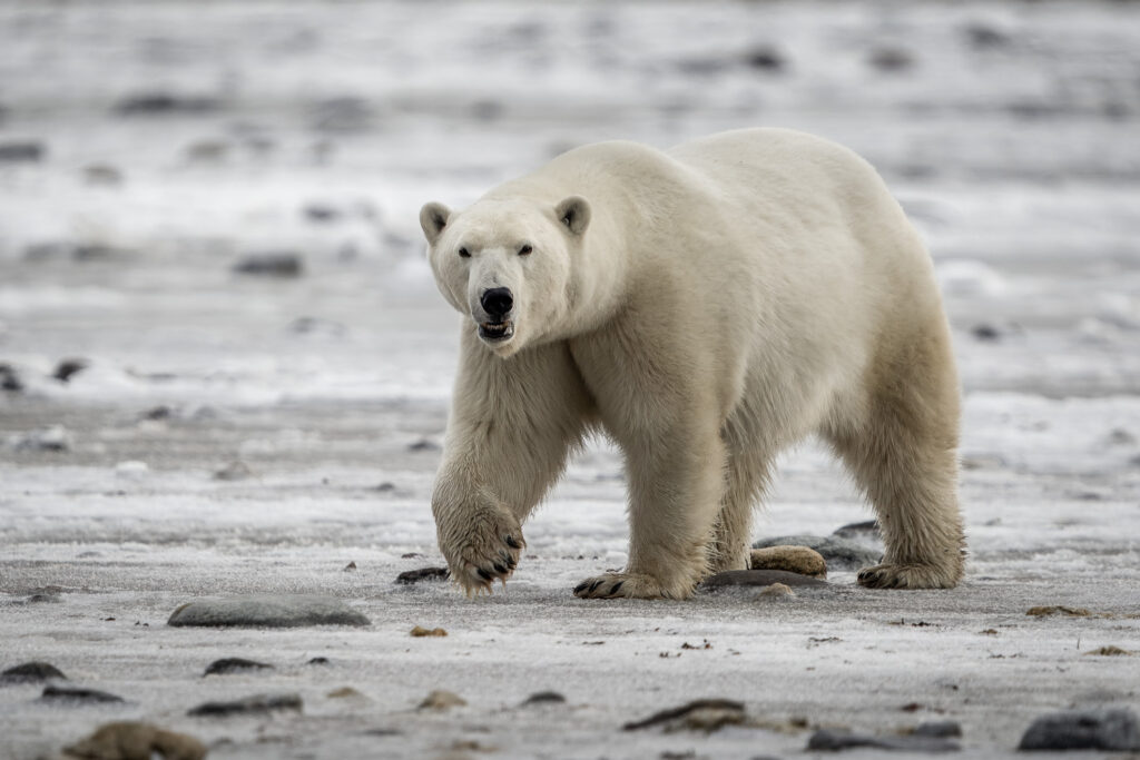 Close Encounter with Female Polar Bear in Churchill, Manitoba, Canada