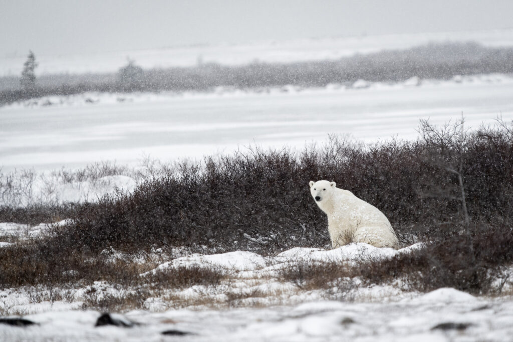 Male Polar Bear in Churchill, Manitoba, Canada