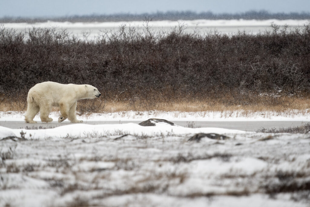 Male Polar Bear in Churchill, Manitoba, Canada