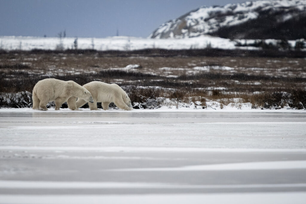 Mother Polar Bear and Two Year Old Cub in Churchill, Manitoba, Canada
