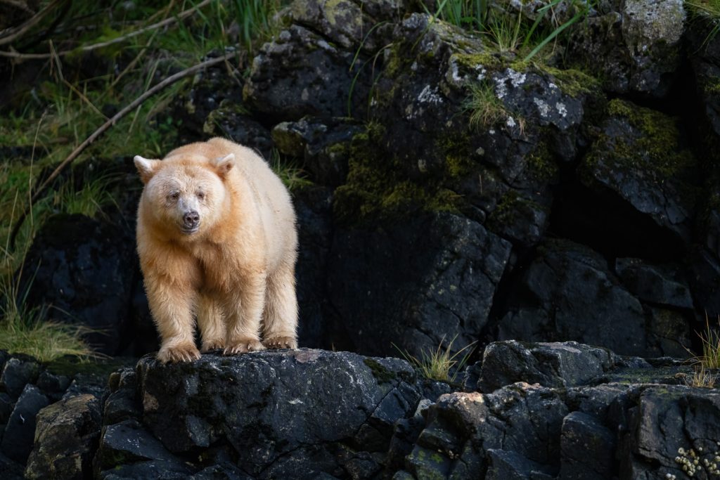 Spirit Bear named Strawberry in the Great Bear Rainforest, British Columbia