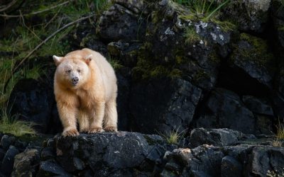 The Great Bear Rainforest