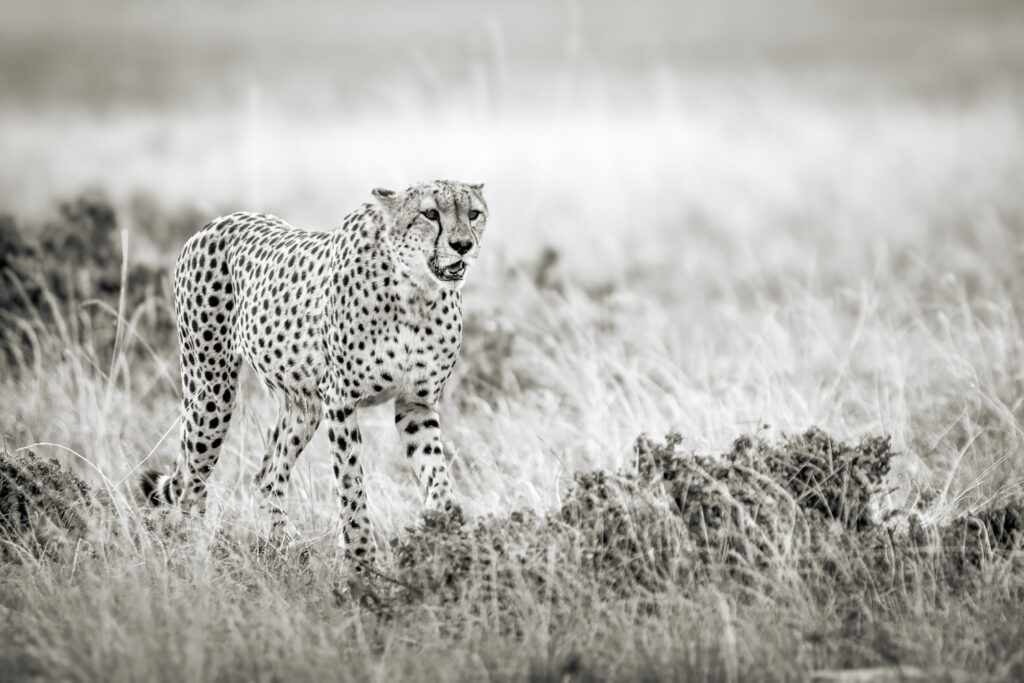 Cheetah Brother Searching for Prey, Maasai Mara, Kenya