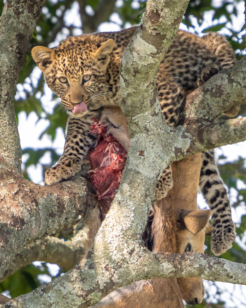 Leopard Cub and Kill, Maasai Mara, Kenya