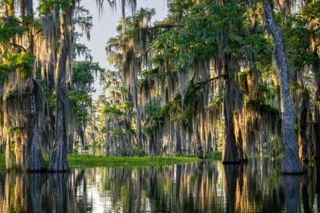 Bald Cypress and Water Hyacinth in Atchafalaya Basin, Louisiana