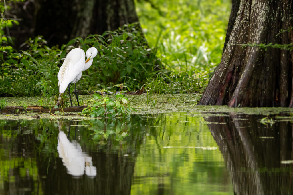 Great Egret Preening in Atchafalaya Basin, Louisiana