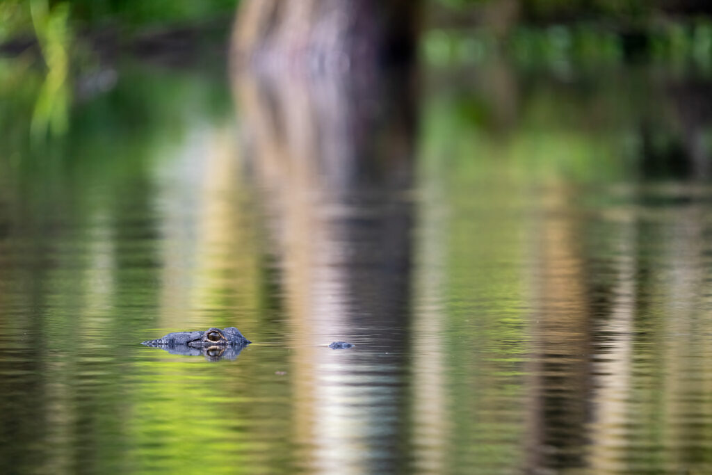 American Alligator in Atchafalaya Basin, Louisiana