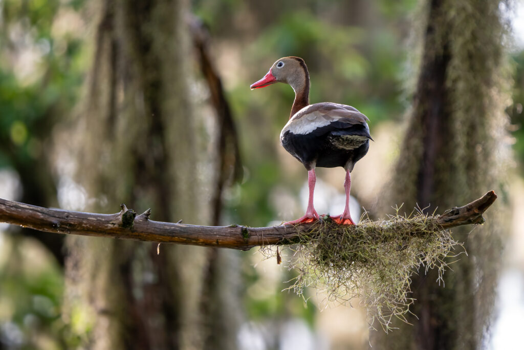 Black-Bellied Whistling Duck in Atchafalaya Basin, Louisiana