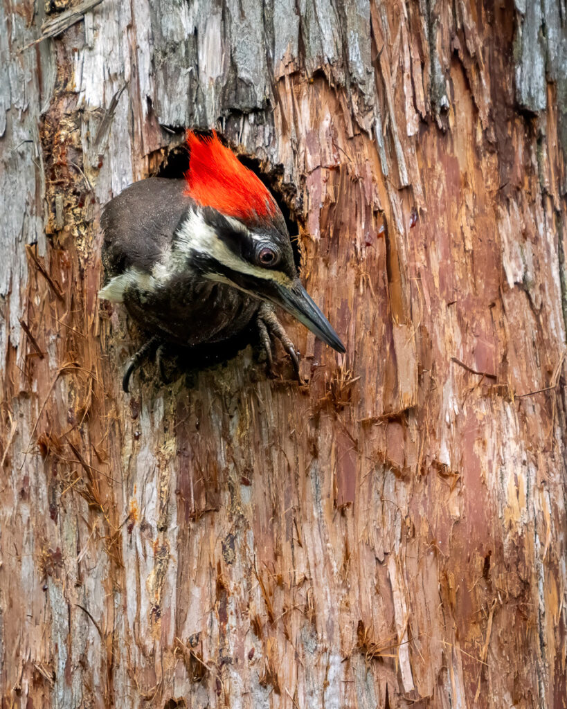 Pileated Woodpecker in Atchafalaya Basin, Louisiana