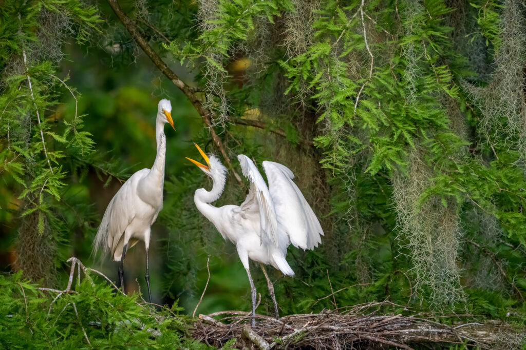 Great Egret Chicks in Atchafalaya Basin, Louisiana