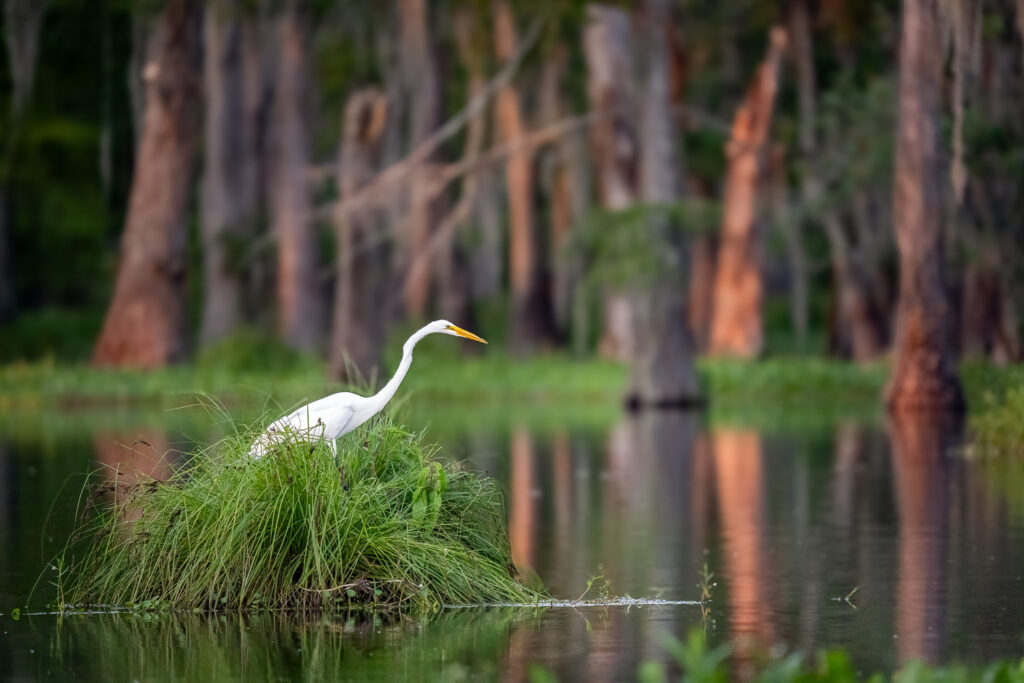 Great Egret in Atchafalaya Basin, Louisiana