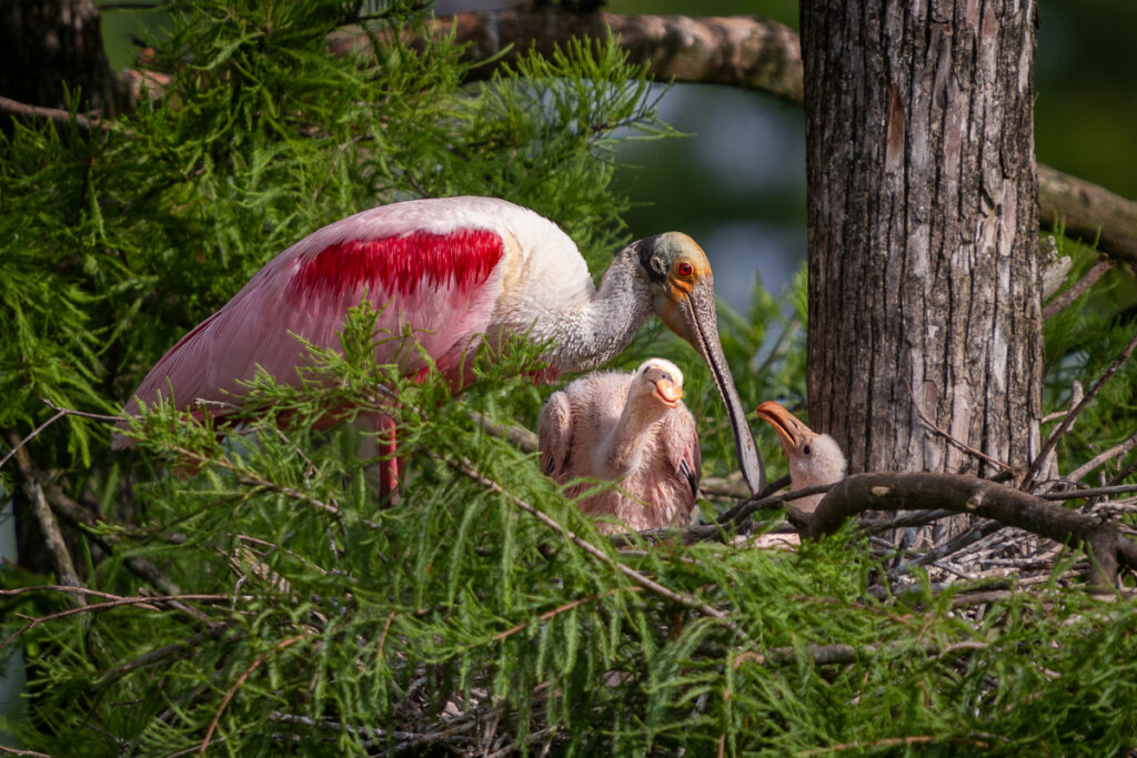 Roseate Spoonbill in Atchafalaya Basin, Louisiana