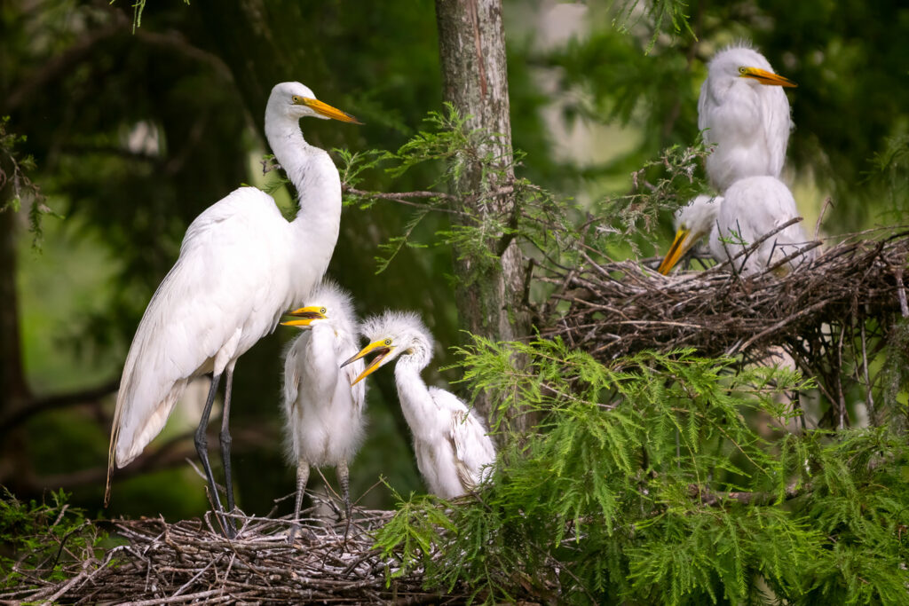 Great Egret and Chicks on Nest in Atchafalaya Basin, Louisiana