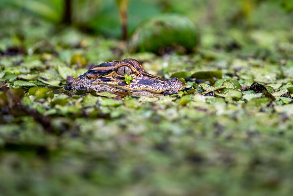 Baby American Alligator in Atchafalaya Basin, Louisiana