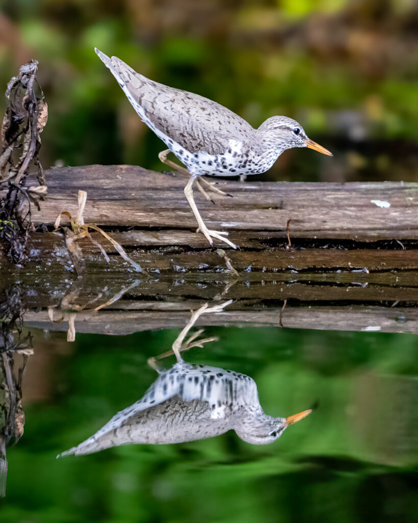 Spotted Sandpiper in Atchafalaya Basin, Louisiana