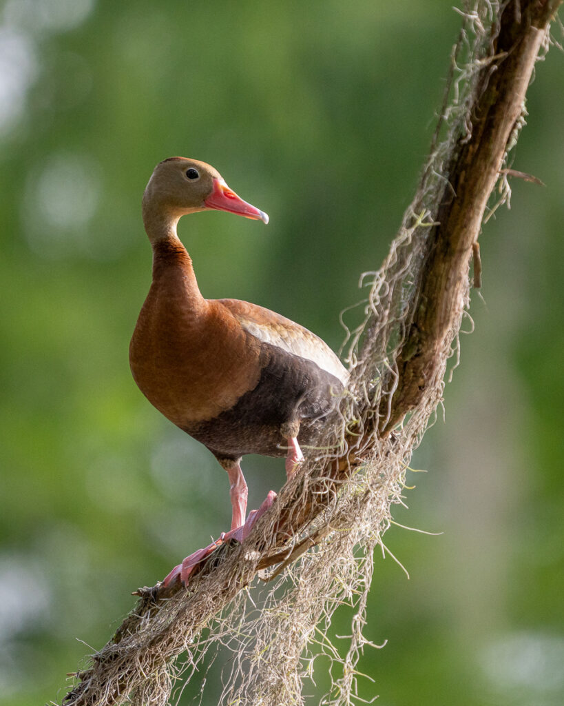 Black-Bellied Whistling Duck in Atchafalaya Basin, Louisiana