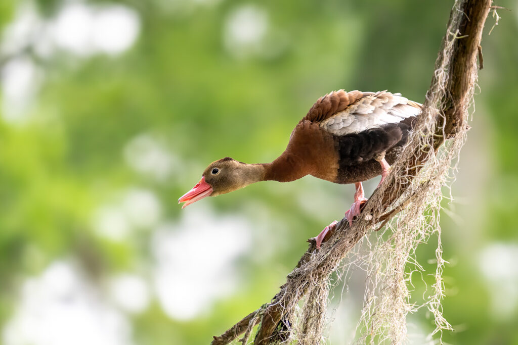 Black-Bellied Whistling Duck in Atchafalaya Basin, Louisiana