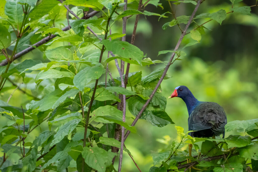 American Purple Gallinule in Atchafalaya Basin, Louisiana