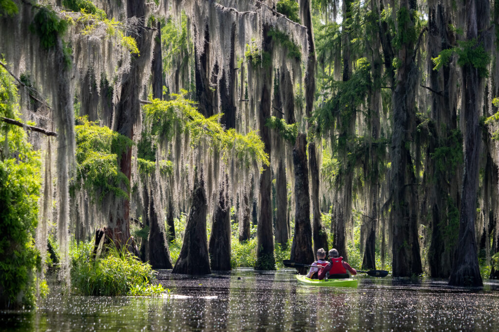 Kayakers Among Bald Cypress in Atchafalaya Basin, Louisiana
