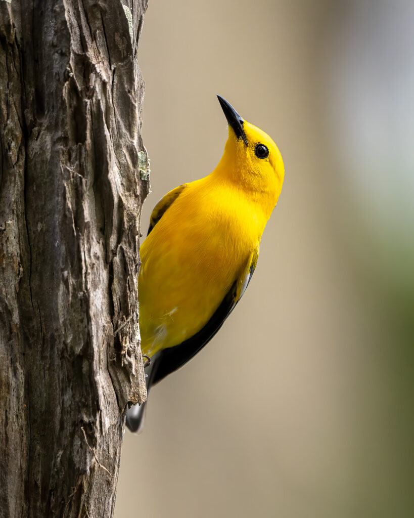 Prothonotary Warbler in Atchafalaya Basin, Louisiana