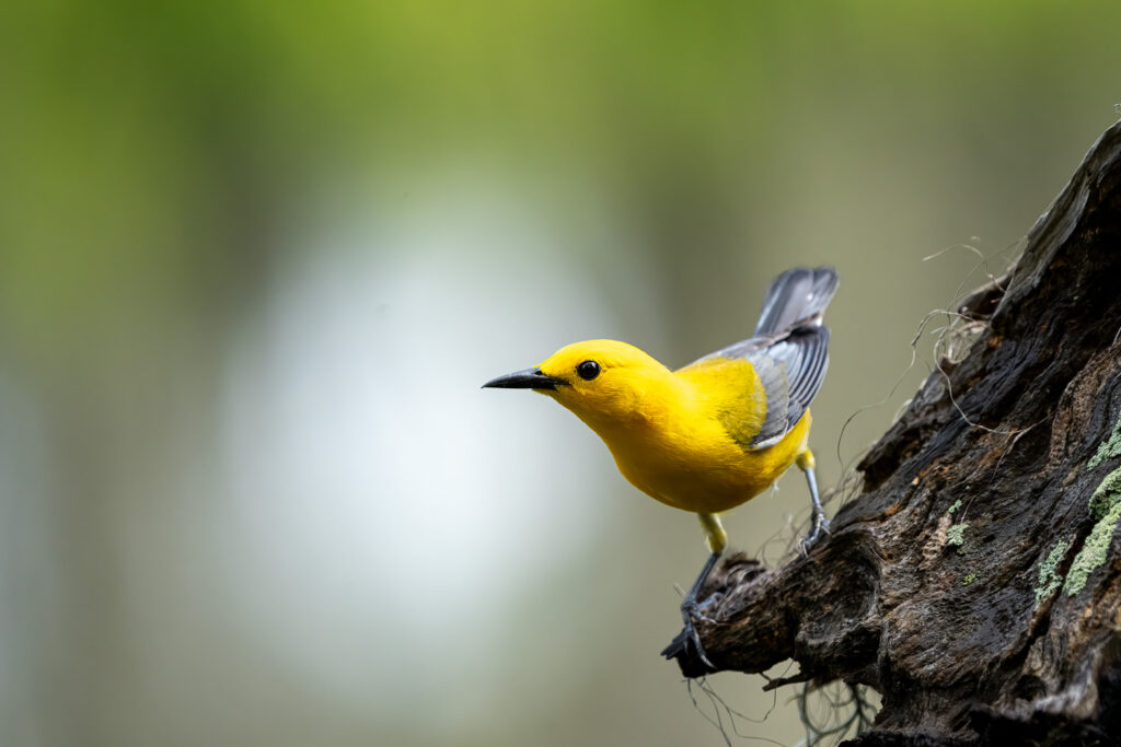 Prothonotary Warbler in Atchafalaya Basin, Louisiana