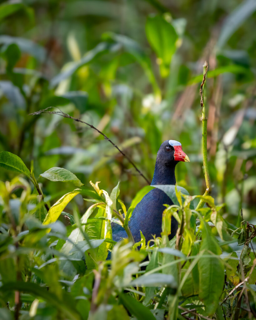 American Purple Gallinule in Atchafalaya Basin, Louisiana