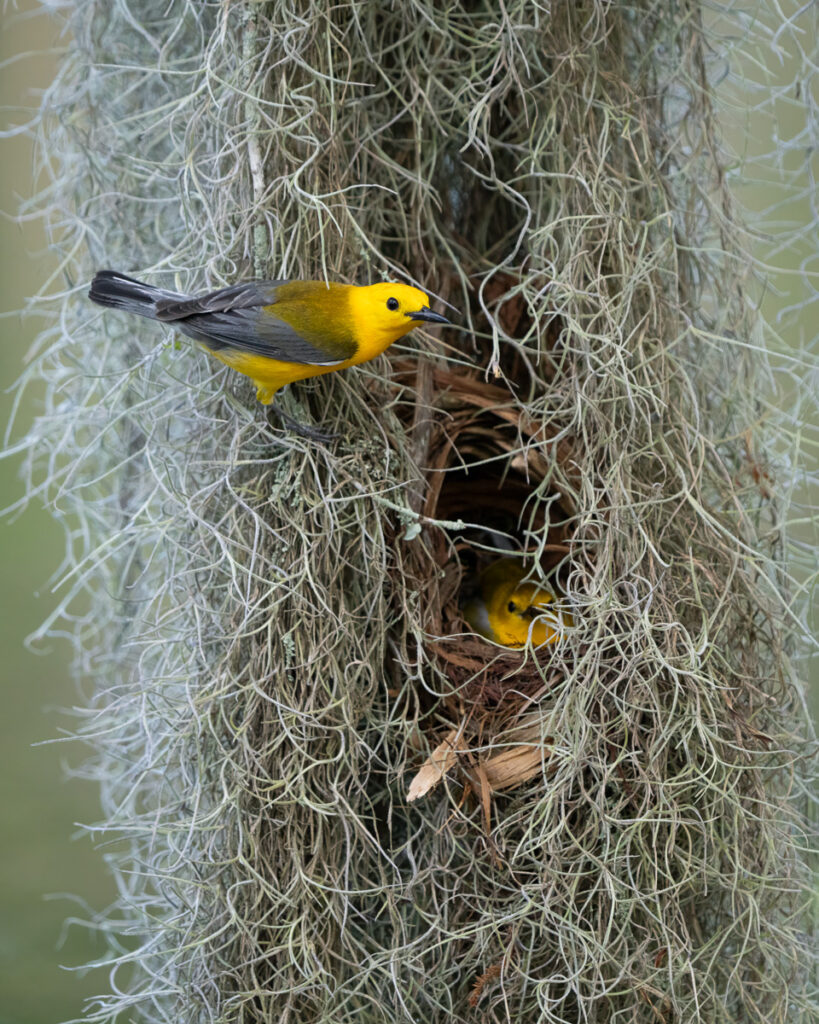 Prothonotary Warbler in Atchafalaya Basin, Louisiana