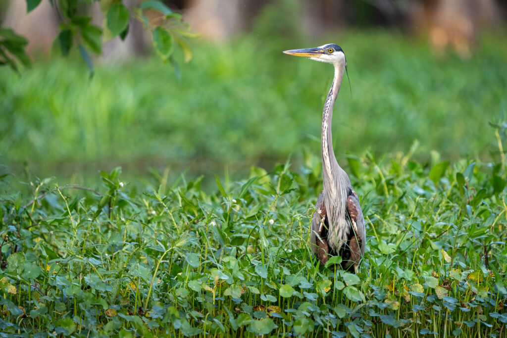 Great Blue Heron in Atchafalaya Basin, Louisiana