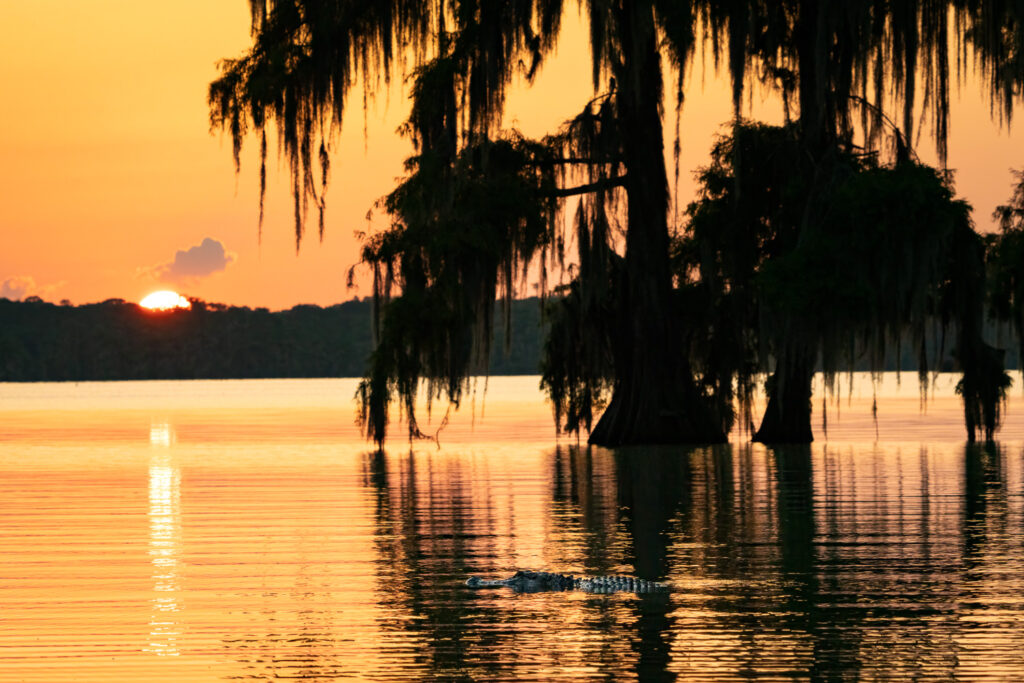 American Alligator at Sunset in Atchafalaya Basin, Louisiana