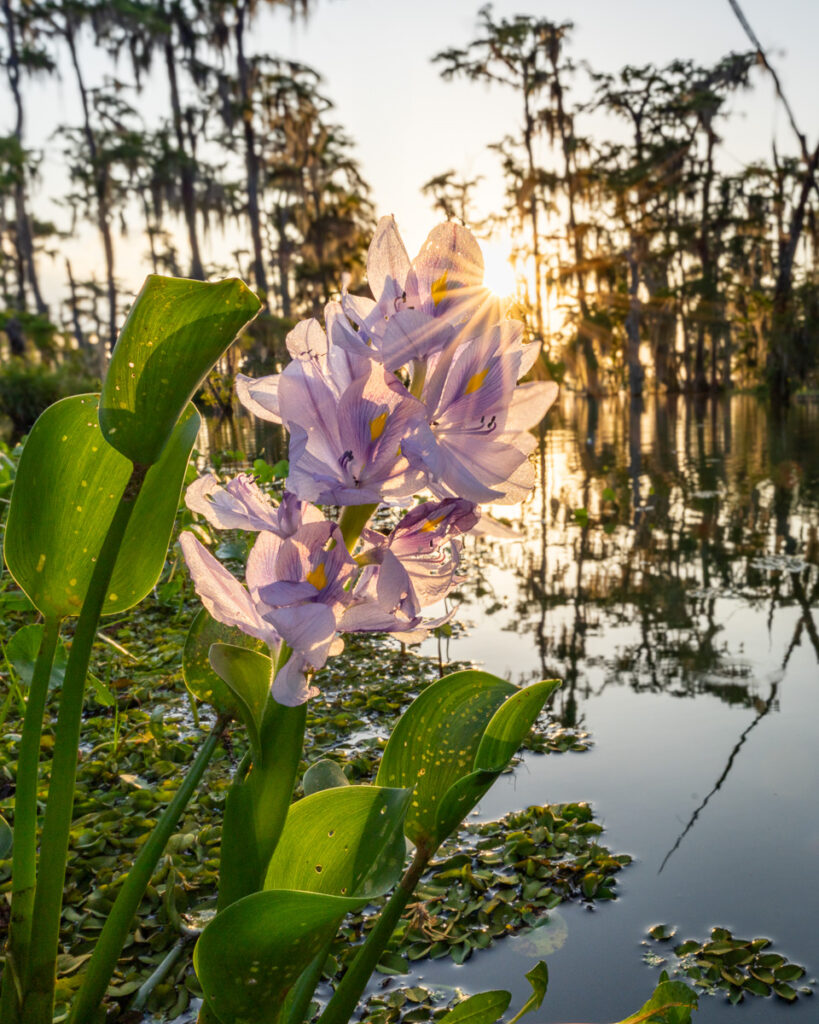 Water Hyacinth in Atchafalaya Basin, Louisiana