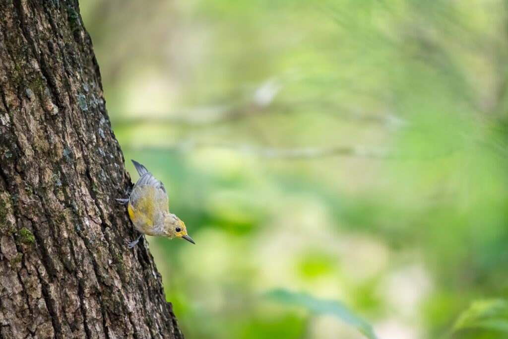 Young Prothonotary Warbler in Atchafalaya Basin, Louisiana