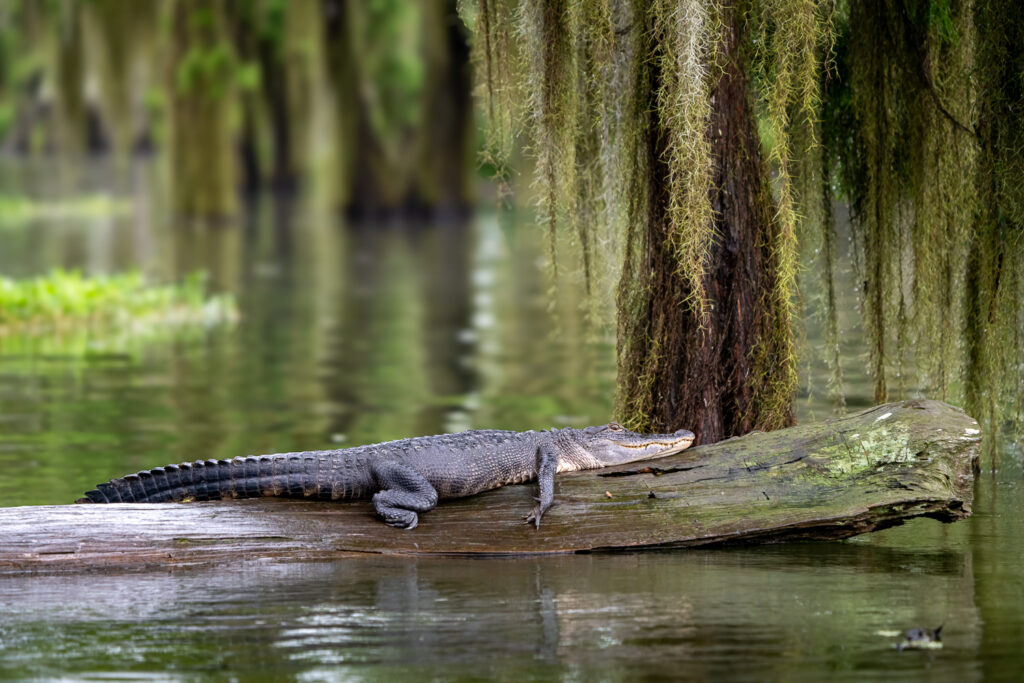 American Alligator on Log in Atchafalaya Basin, Louisiana