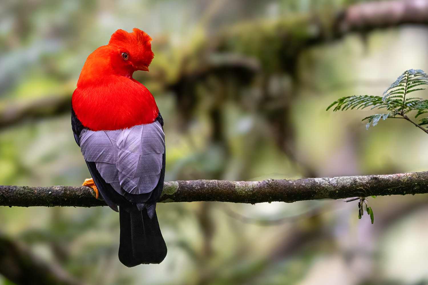 Cock of the Rock, Ecuador