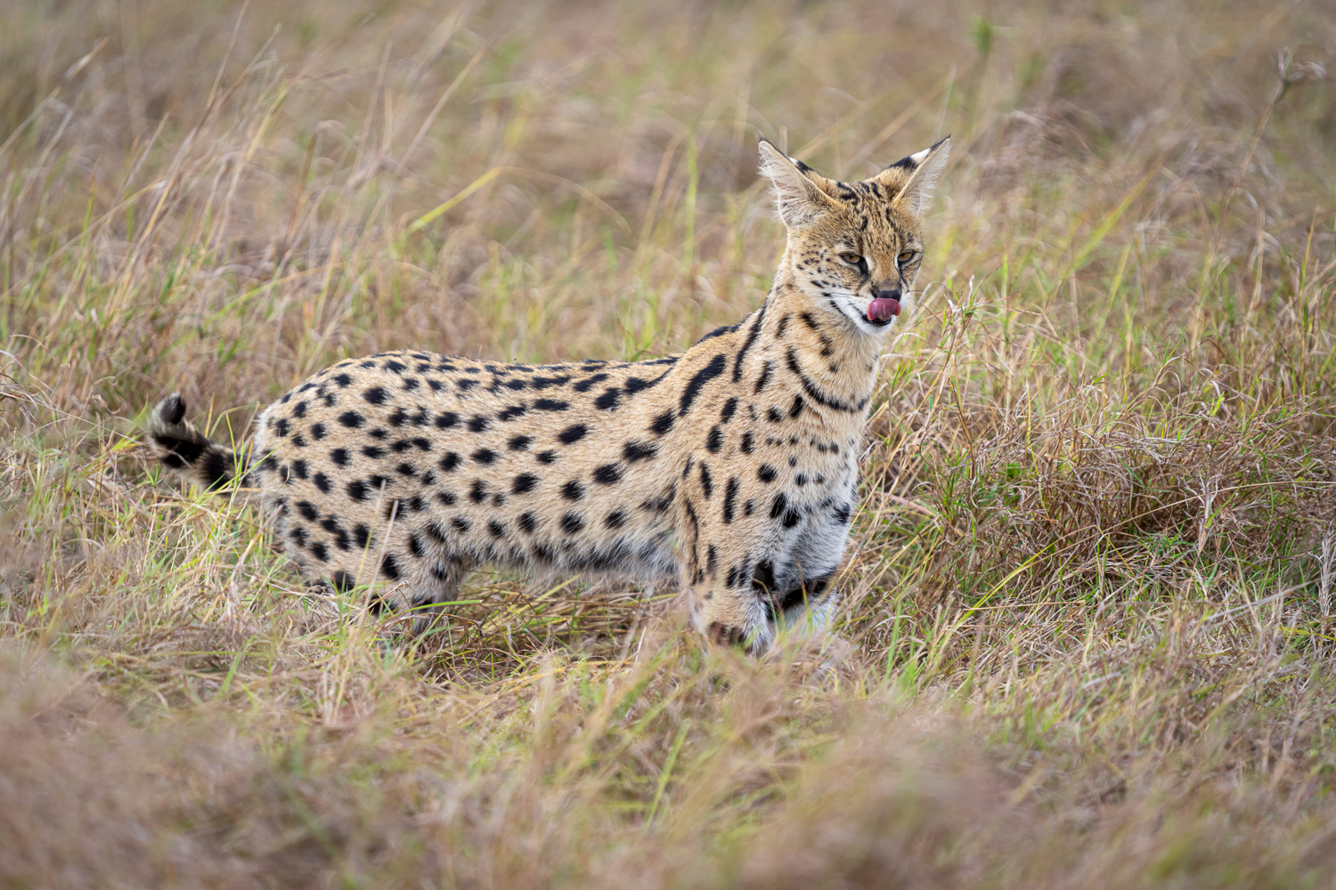Serval in Maasai Mara, Kenya